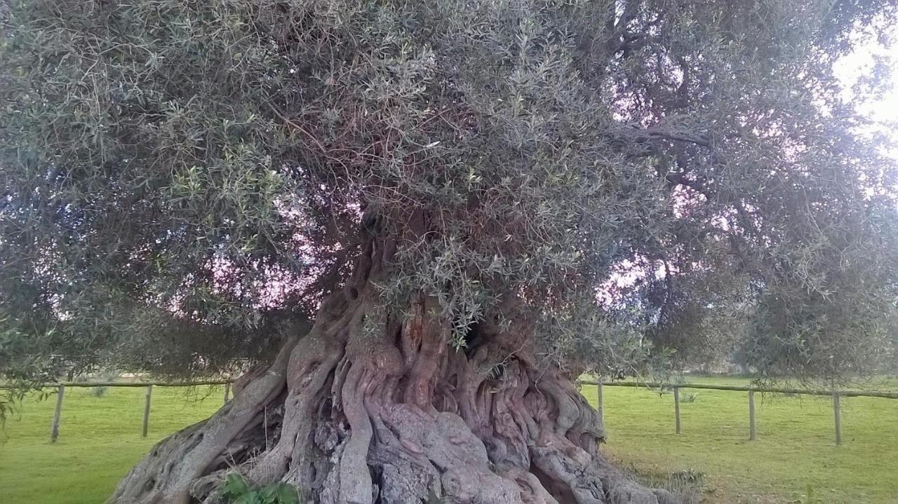 Su Coru E Su Entu * Villamassargia